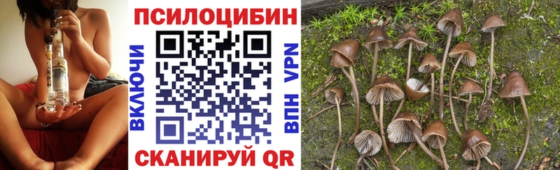 Псилоцибиновые грибы Cubensis  Купить закладки  Бронницы 
